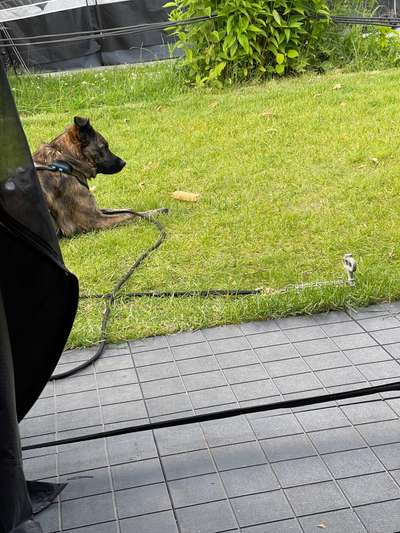 TierschutzhundeStammtisch🐕-Beitrag-Bild