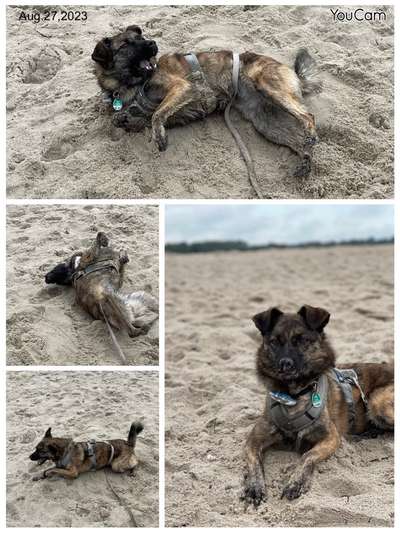 TierschutzhundeStammtisch🐕-Beitrag-Bild