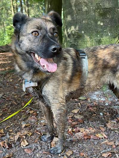 Herbstliche Aktivitäten mit Hund-Beitrag-Bild