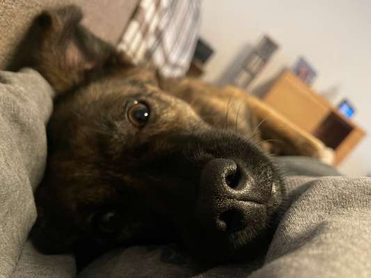 Vertrauen zwischen Hund und Halter-Beitrag-Bild