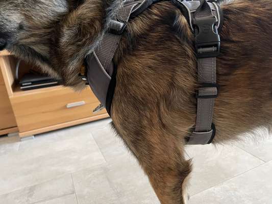 Wie sitzt mein Geschirr?-Beitrag-Bild