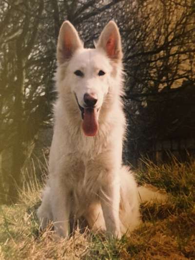 Weisse Schäferhunde-Beitrag-Bild