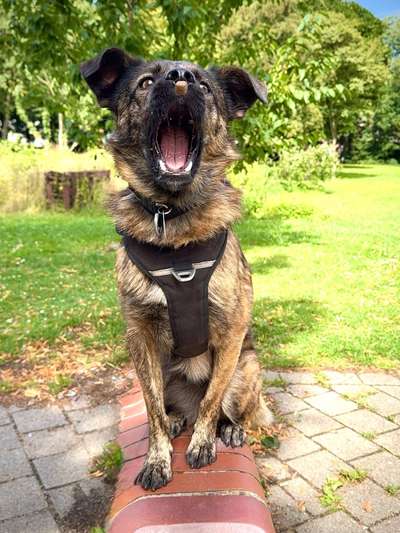 74. Trick-Übung "Leckerli schnappen"-Beitrag-Bild