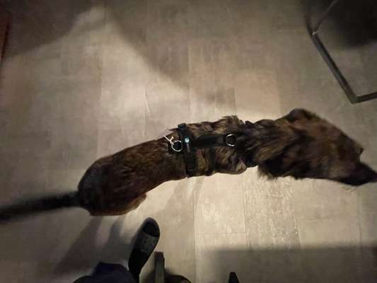 Wie sitzt mein Geschirr?-Beitrag-Bild