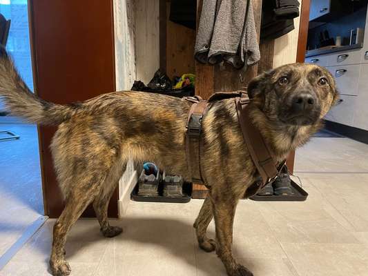 Wie sitzt mein Geschirr?-Beitrag-Bild