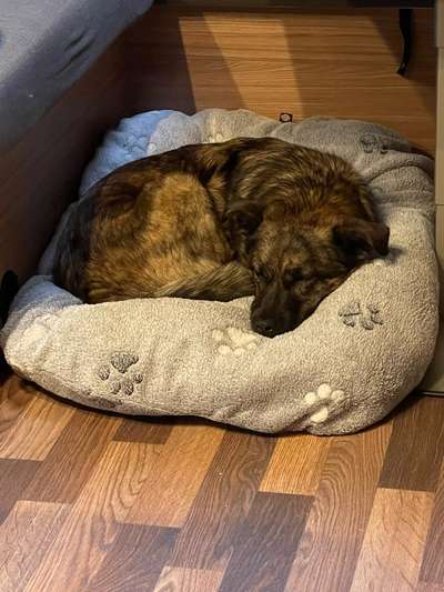 TierschutzhundeStammtisch🐕-Beitrag-Bild