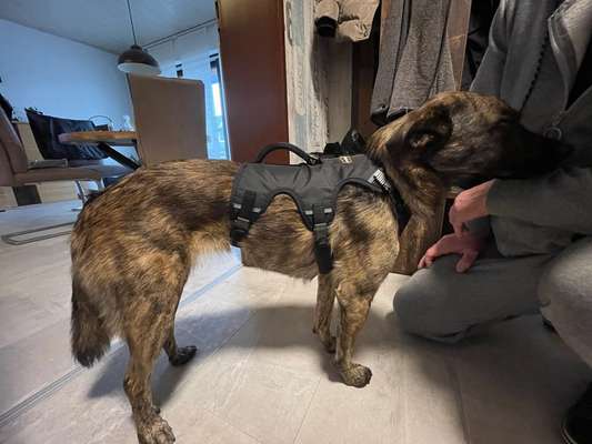 Wie sitzt mein Geschirr?-Beitrag-Bild