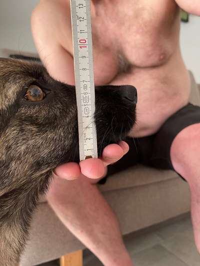 Wie sitzt mein Maulkorb / Maulkorb-Beratung-Beitrag-Bild