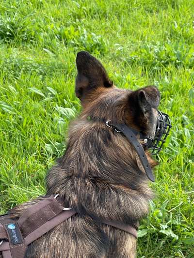 TierschutzhundeStammtisch🐕-Beitrag-Bild
