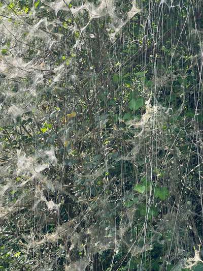 TierschutzhundeStammtisch🐕-Beitrag-Bild