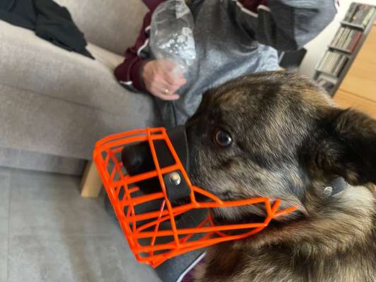 Wie sitzt mein Maulkorb / Maulkorb-Beratung-Beitrag-Bild