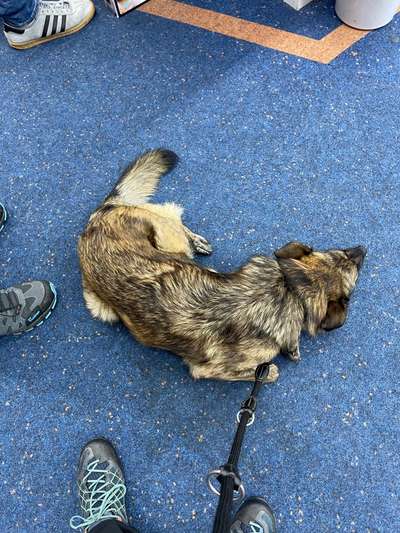 TierschutzhundeStammtisch🐕-Beitrag-Bild