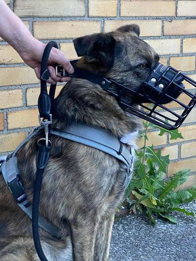 Wie sitzt mein Maulkorb / Maulkorb-Beratung-Beitrag-Bild