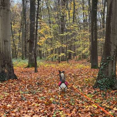 "Wege zur Freundschaft" (Ulli Reichmann)-Beitrag-Bild