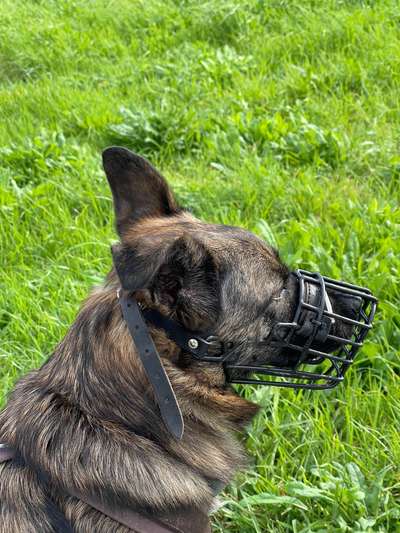 TierschutzhundeStammtisch🐕-Beitrag-Bild