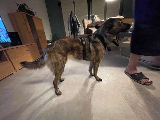 Wie sitzt mein Geschirr?-Beitrag-Bild