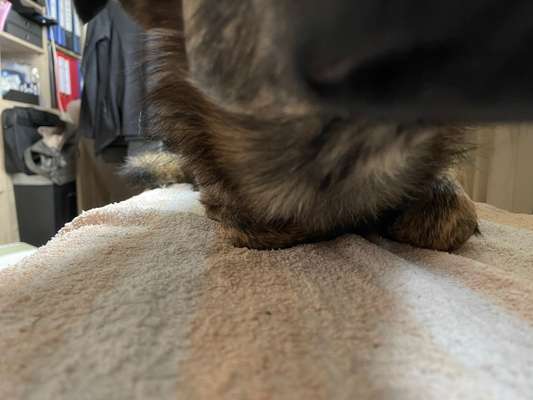 TierschutzhundeStammtisch🐕-Beitrag-Bild