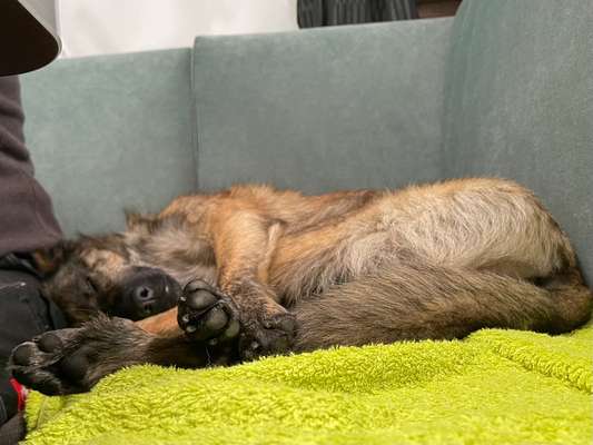 TierschutzhundeStammtisch🐕-Beitrag-Bild