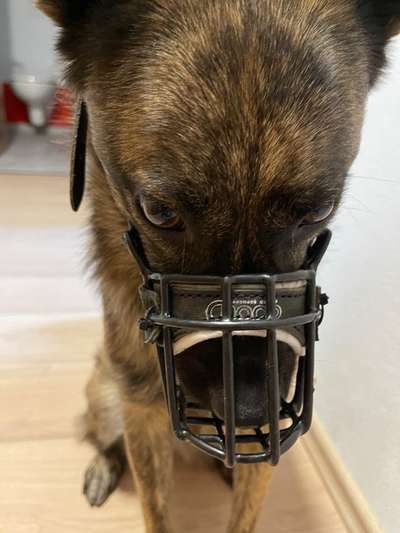 Wie sitzt mein Maulkorb / Maulkorb-Beratung-Beitrag-Bild