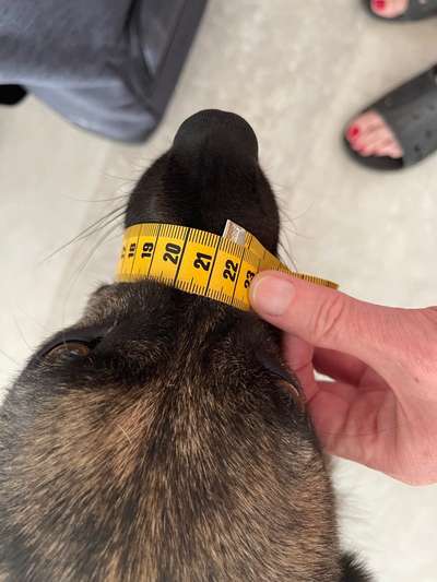 Wie sitzt mein Maulkorb / Maulkorb-Beratung-Beitrag-Bild