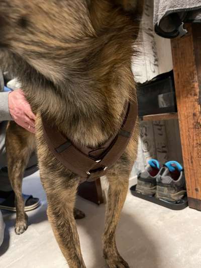 Wie sitzt mein Geschirr?-Beitrag-Bild