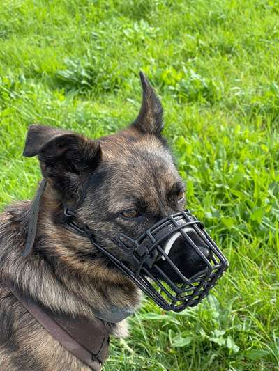 TierschutzhundeStammtisch🐕-Beitrag-Bild