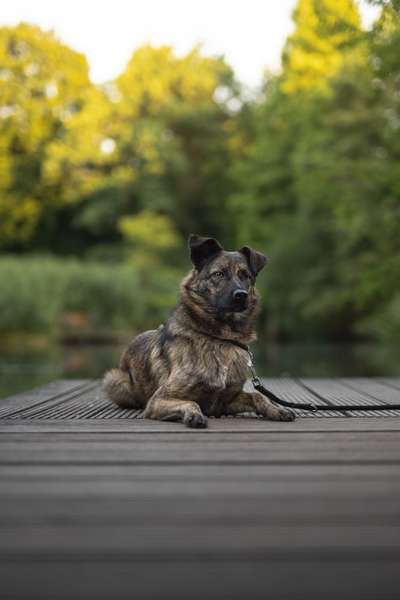 Dogorama Foto Aktion - Dein Hund im Dogorama Büro-Beitrag-Bild