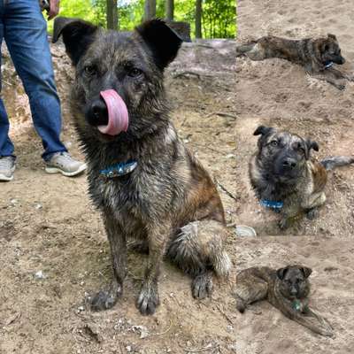 dirty Dog-Beitrag-Bild