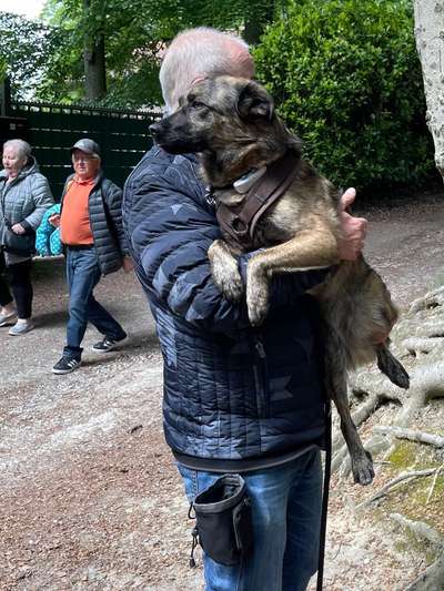 TierschutzhundeStammtisch🐕-Beitrag-Bild