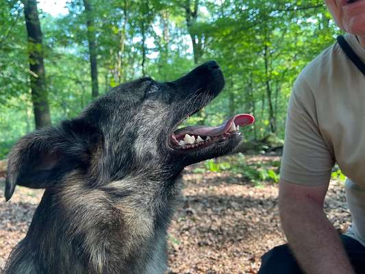 Wie sitzt mein Maulkorb / Maulkorb-Beratung-Beitrag-Bild