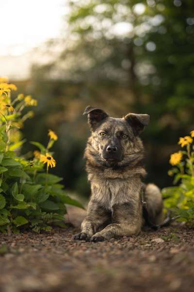 Dogorama Foto Aktion - Dein Hund im Dogorama Büro-Beitrag-Bild