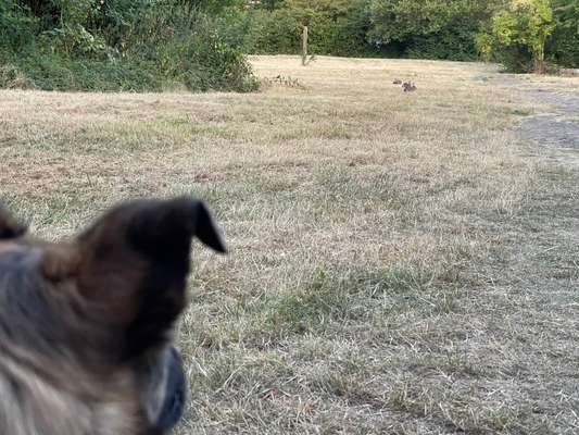 TierschutzhundeStammtisch🐕-Beitrag-Bild