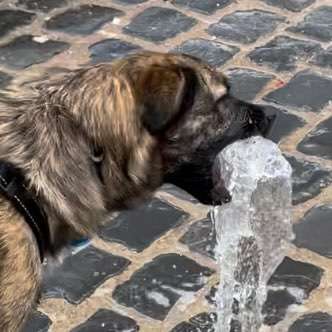 Wie sitzt mein Maulkorb / Maulkorb-Beratung-Beitrag-Bild