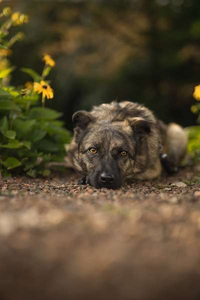 Dogorama Foto Aktion - Dein Hund im Dogorama Büro-Beitrag-Bild