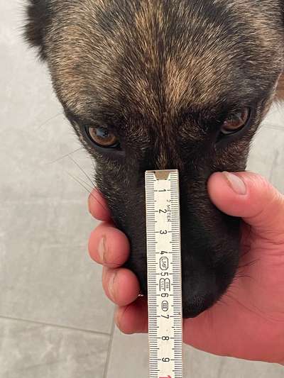 Wie sitzt mein Maulkorb / Maulkorb-Beratung-Beitrag-Bild