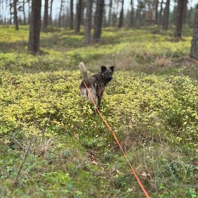 "Wege zur Freundschaft" (Ulli Reichmann)-Beitrag-Bild