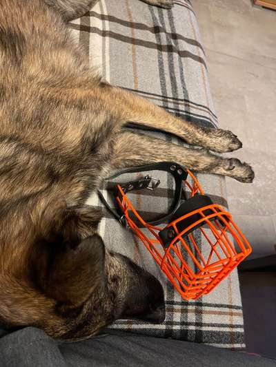 Wie sitzt mein Maulkorb / Maulkorb-Beratung-Beitrag-Bild