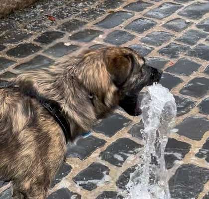 Wie sitzt mein Maulkorb / Maulkorb-Beratung-Beitrag-Bild