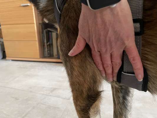 Wie sitzt mein Geschirr?-Beitrag-Bild