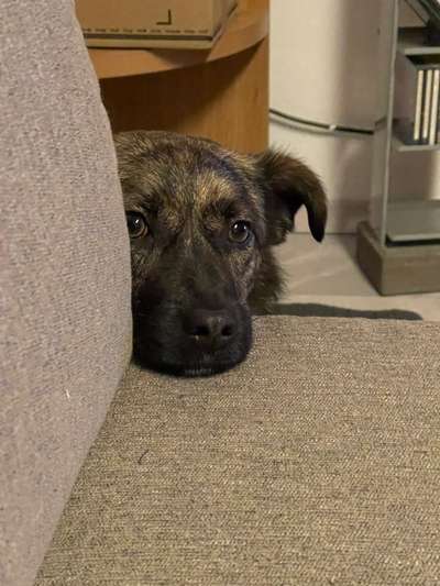 Dogorama Photo Challenge - Hundeblick zum hinschmelzen-Beitrag-Bild