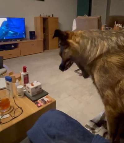 Wie sitzt mein Maulkorb / Maulkorb-Beratung-Beitrag-Bild