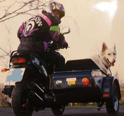 Motorradfahren mit Hund-Beitrag-Bild