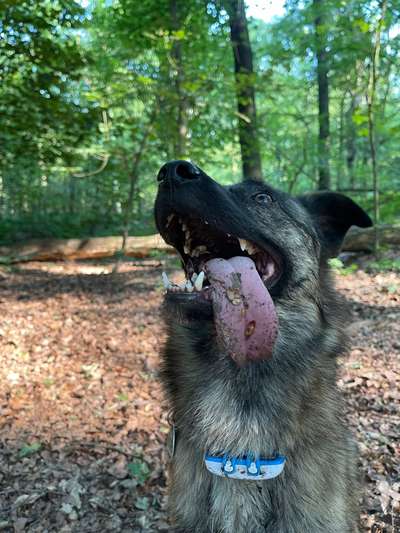 Hunde Porträt (Portrait) Galerie....-Beitrag-Bild