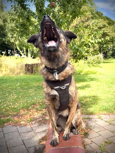 74. Trick-Übung "Leckerli schnappen"-Beitrag-Bild