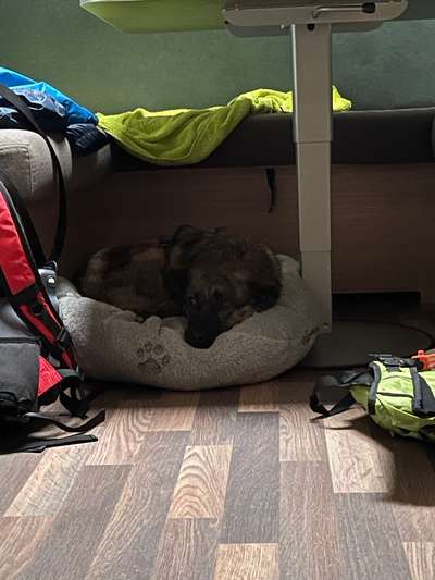 TierschutzhundeStammtisch🐕-Beitrag-Bild