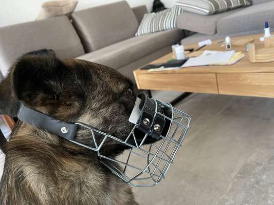 Wie sitzt mein Maulkorb / Maulkorb-Beratung-Beitrag-Bild