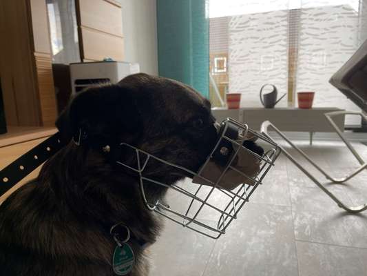 Wie sitzt mein Maulkorb / Maulkorb-Beratung-Beitrag-Bild