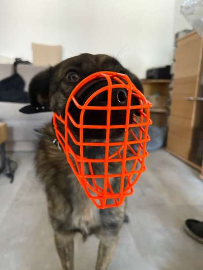 Wie sitzt mein Maulkorb / Maulkorb-Beratung-Beitrag-Bild