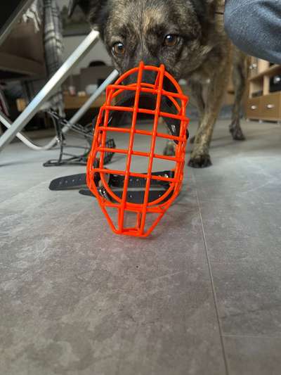 Wie sitzt mein Maulkorb / Maulkorb-Beratung-Beitrag-Bild