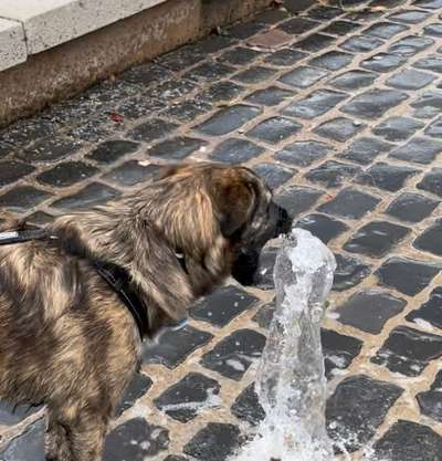 Wie sitzt mein Maulkorb / Maulkorb-Beratung-Beitrag-Bild